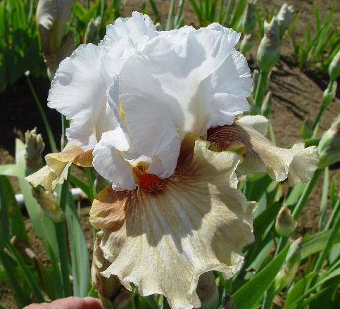 Guatemala