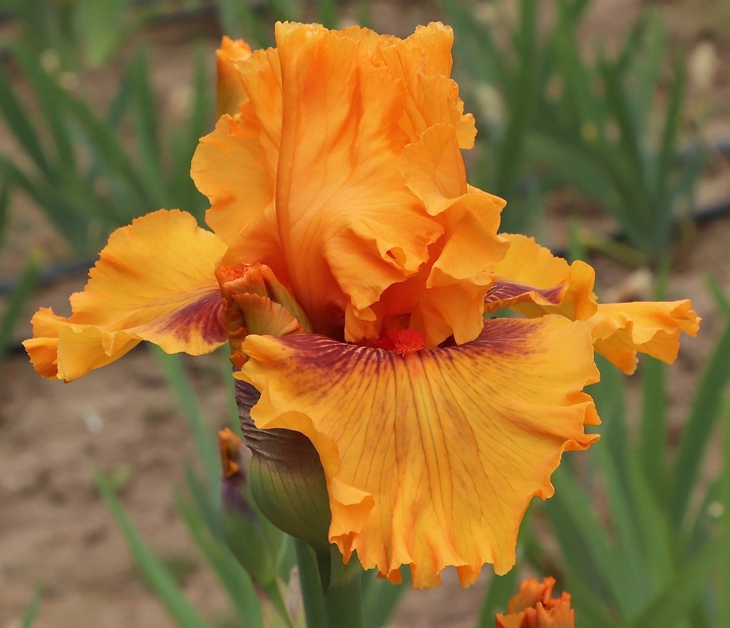 BLAZING ORANGE