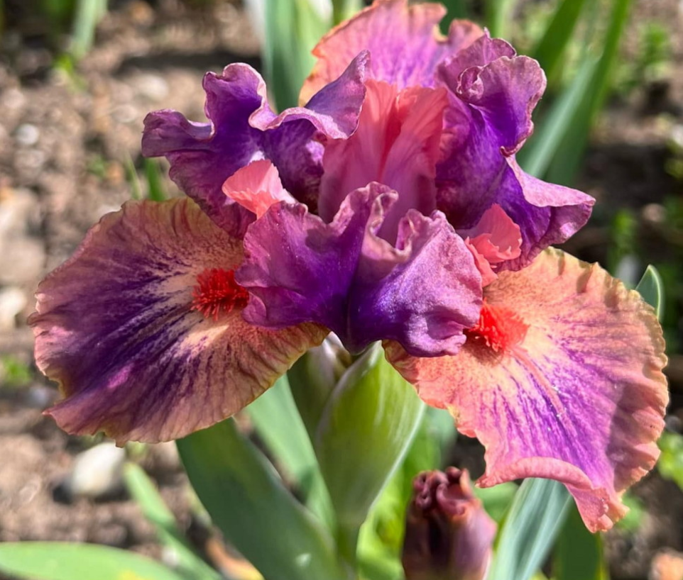 April Fanfare