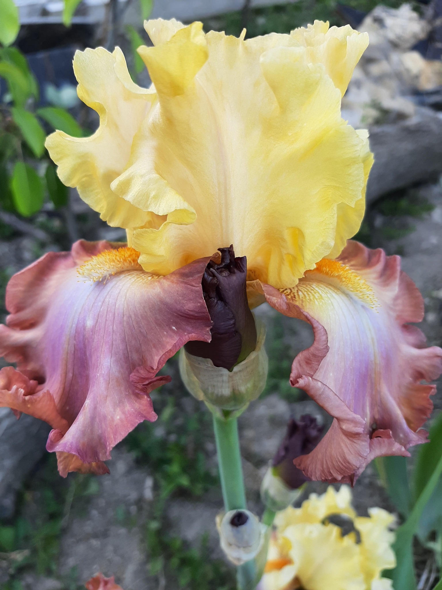 High Chaparral