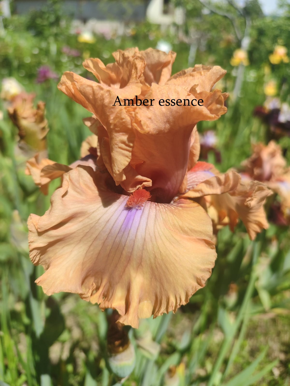 AMBER ESSENCE