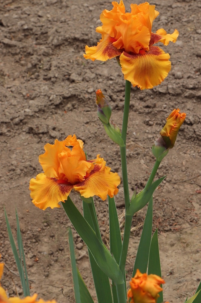 BLAZING ORANGE