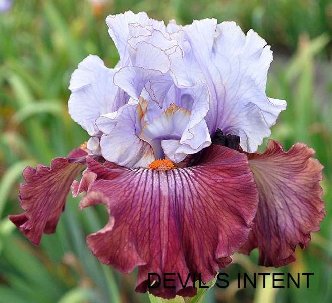 Devil's Intent