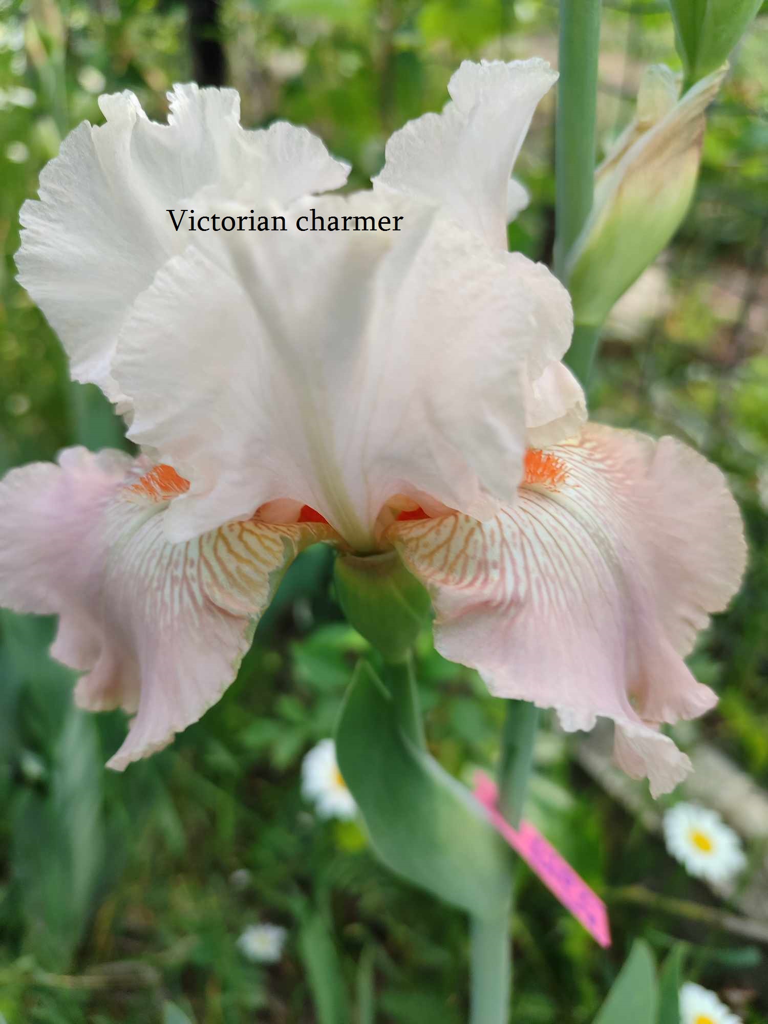 VICTORIAN CHARMER
