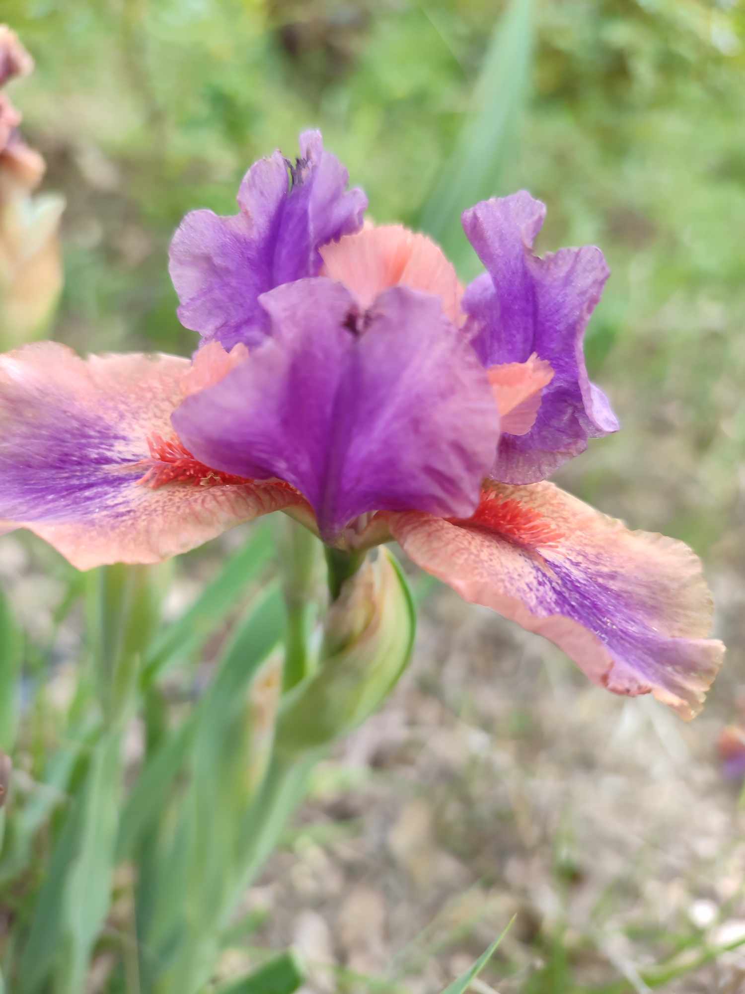 April Fanfare